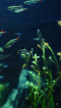 Many Zebrafish In Big Zoo Aquarium. Zebrafish Or Danio Rerio Is Species Of Freshwater Ray-finned Fish. Zebra Danio And Tropical Fish is Popular Aquarium Fish. Zebrafish Used Vertebrate Model Organism