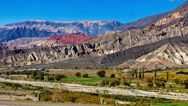 The landscape of the Quebrada with its large cacti near Salta in Argentina, Card&oacute;n cactus (Echinopsis atacamensis)