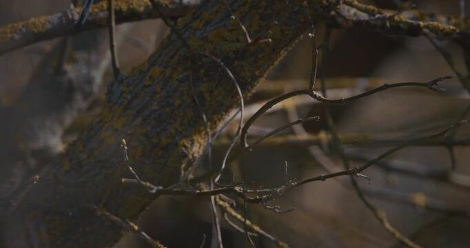Long-tailed tit resting on mossy branch in spring forest