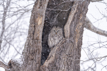 北海道, 日本, エゾフクロウ, 鳥類, フクロウ, ふくろう, 自然, 梟, 猛禽類, 野鳥, 鳥, 動物, 野生, 木, 雪, 野生動物, 森, 森林, 生物, くちばし, 猛禽, 捕食者, 目