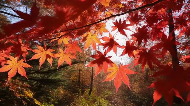Red maple leaves with sun shining through trees in forest