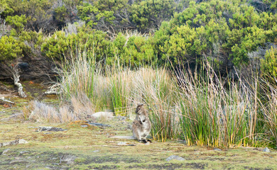 Fototapeta premium Tasmanian Wallaby in Coastal Bushland