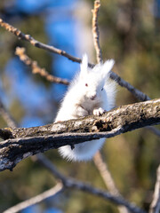 北海道, リス, エゾリス, 栗鼠, 野生動物, げっ歯類, 動物, 自然, 小動物,...