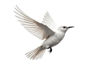 Obraz premium A white bird soaring through clear blue skies