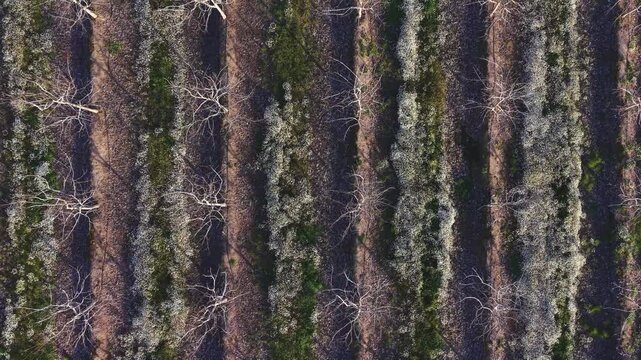 Lateral drone flight over expanding walnut orchard with growing tree coverage