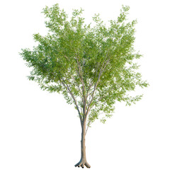 Obraz premium Carya cordiformis tree, elevation, front view, cutout, transparent background, isolate, Detailed close-up of a vibrant green tree with intricate leaf structure and natural texture.