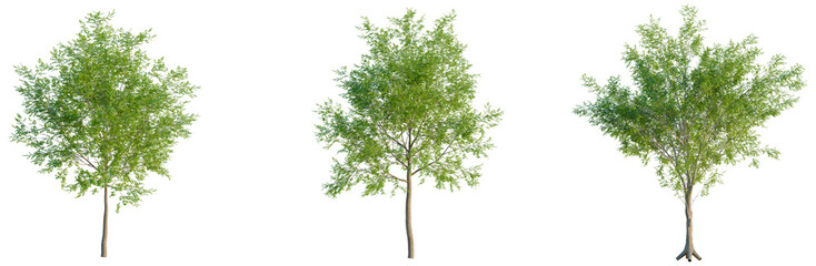 Obraz premium Carya cordiformis tree, elevation, front view, cutout, transparent background, isolate, Detailed view of a fresh green leafy branch with delicate veins, natural beauty