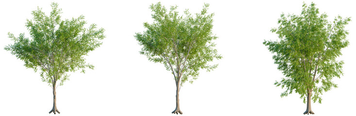 Carya cordiformis tree, elevation, front view, cutout, transparent background, isolate, Birch Tree with Roots, Detailed PNG Image - Nature and Forest Elements
