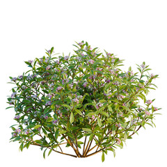 Obraz premium Daphne odora Marginata tree, elevation, front view, cutout, transparent background, isolate, Detailed close-up of vibrant green leaves and branches, perfectly showcasing natural beauty.