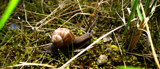 Land snail crawling across moss and dry grass on forest floor. Detailed macro wildlife scene highlighting spiral shell texture, natural habitat and slow movement in outdoor environment. © VladyslavShcherbakov