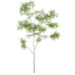 Gleditsia triacanthos var inermis Shademaster tree front view, cutout, transparent background, isolate
