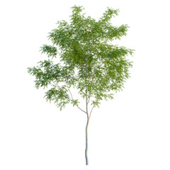 Fototapeta premium Gleditsia triacanthos var inermis Shademaster tree, elevation, front view, cutout, transparent background, isolate, Young tree with green leaves on a clear background. Ideal for design.