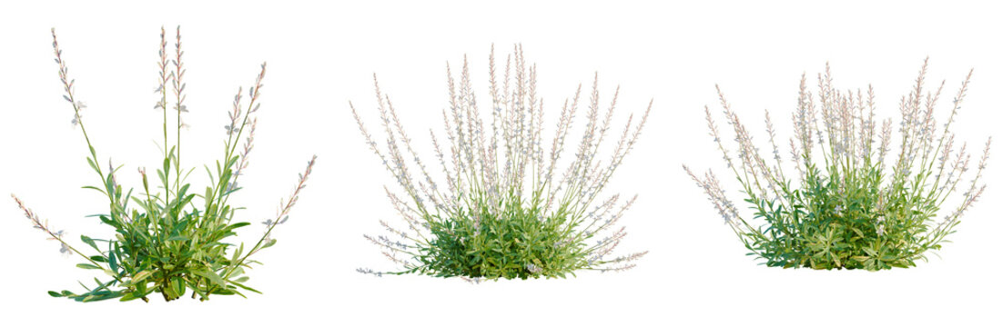 Gaura lindheimeri tree, elevation, front view, cutout, transparent background, isolate, Lush Green Grassland with Delicate Wildflowers - Nature's Scenic Beauty in Full Bloom