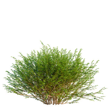 Lonicera nitida tree, elevation, front view, cutout, transparent background, isolate, Detailed close-up of a vibrant green shrub with lush foliage and intricate leaf structure