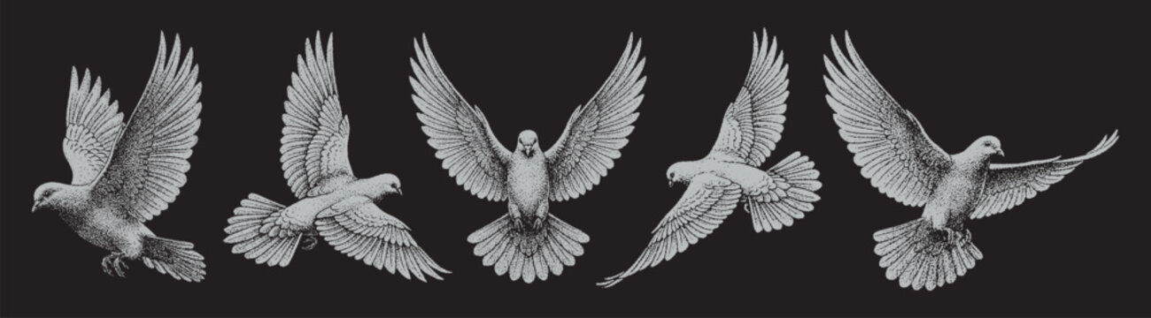 Vector collection pack six white hand-drawn flying doves illustrated on a black background.
