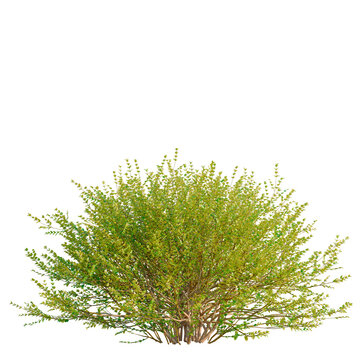 Lonicera nitida Baggesens Gold tree front view, cutout, transparent background, isolate, natural landscape