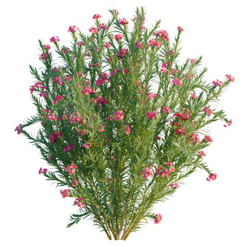 Nerium oleander tree, elevation, front view, cutout, transparent background, isolate, Pink Pentas Lanceolata Flowers Blooming on a Branch, Close-Up for Botanical and Floral Design