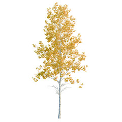 Populus tremuloides tree, elevation, front view, cutout, transparent background, isolate, Close-up of a Birch Tree Branch with Green Leaves - Nature Photography