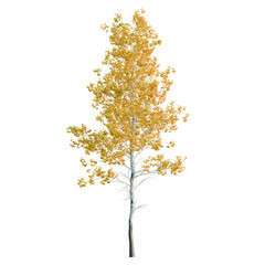 Obraz premium Populus tremuloides tree, elevation, front view, cutout, transparent background, isolate, Detailed birch tree branch with leaves, realistic rendering for design and decoration.