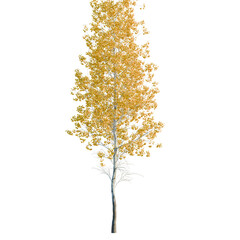 Populus tremuloides tree, elevation, front view, cutout, transparent background, isolate, Detailed Close-Up of a Winter Tree Branch with Snow-Covered Leaves, Natural Beauty