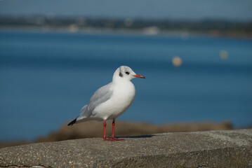Petite mouette rieuse .