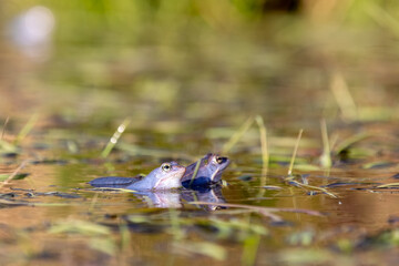  Moorfr&ouml;sche (Rana arvalis) im Teich &ndash; zwei Tiere an der Wasseroberfl&auml;che in der Laichzeit
