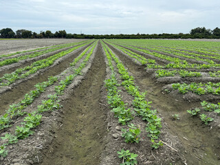 Peanut seedlings in rural Taiwan