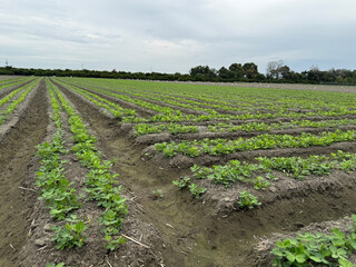 Peanut seedlings in rural Taiwan