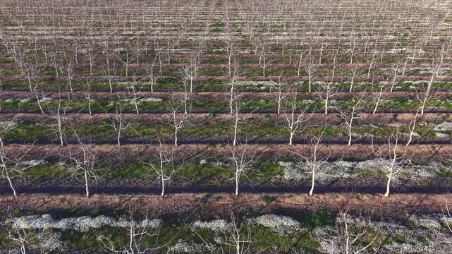 Aerial drone over winter walnut orchard with perfect plantation lines