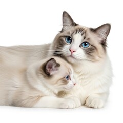 Obraz premium Close Up Portrait of a Mother Ragdol Cat and Her Cute Tabby Kitten