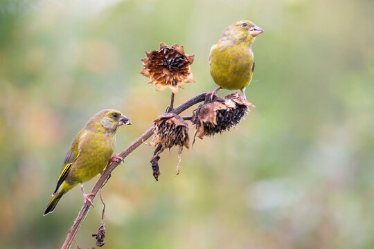 Two European greenfinch (Chloris chloris) birds eating seeds on a sunflower