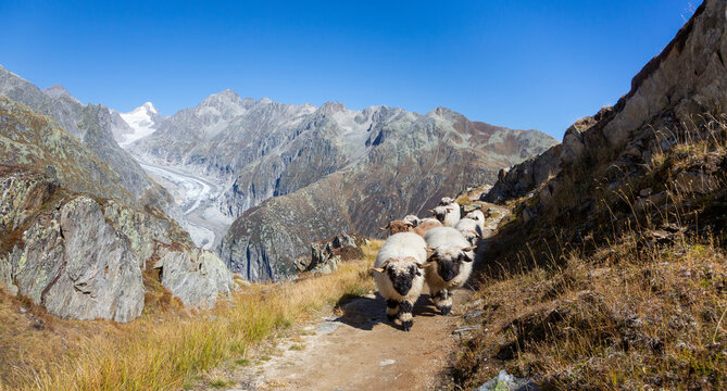 A herd of Valais Blacknose sheep moves along a rocky path near Marjelensee. The Fiescher Glacier looms in the background against a blue sky, revealing the mountain landscape.