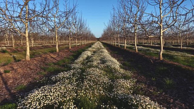 Drone flight at Sunset over walnut orchard in winter dormancy with tranquil silence