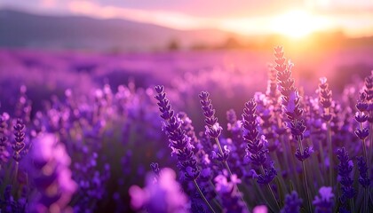 Lavender field at sunset - A serene and vibrant landscape.