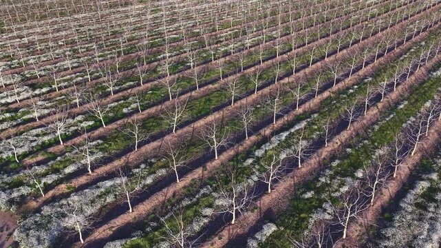 Ascending aerial drone flight revealing walnut orchard expanse
