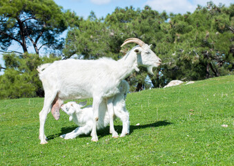 Obraz premium Mother goat and baby goat in nature, goat feeding baby with milk in the meadow