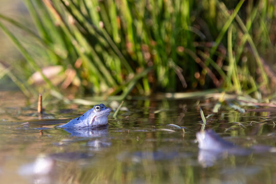 Moorfrosch (Rana arvalis) am Schilfrand &ndash; blaues M&auml;nnchen im Laichgew&auml;sser, weitere Fr&ouml;sche unscharf im Bokeh
