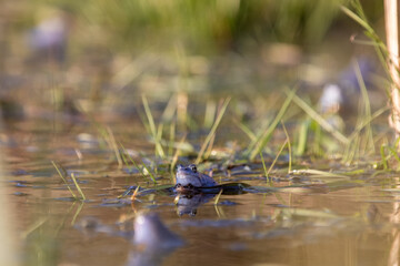 Moorfrosch (Rana arvalis) in der Balzzeit &ndash; M&auml;nnchen auf Weibchen im Flachwasser, mehrere Artgenossen als weiche Bokeh-Ebenen
