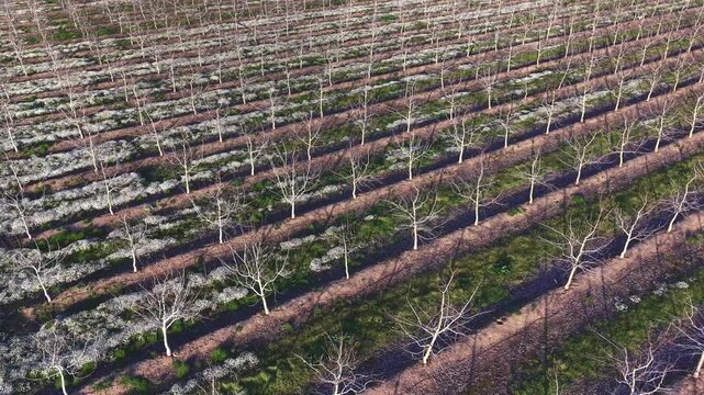 Aerial drone orbit of walnut orchard at budburst with green flowering ground cover