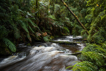 Obraz premium Nelson River in Tasmanian Rainforest, Australia