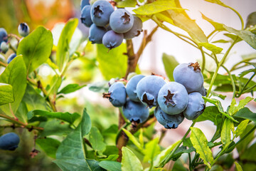 Ripe organic blueberry on the bush twig in sunlight
