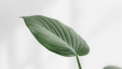 余白を活かした白背景の抽象空間で葉を整然と見せる写真