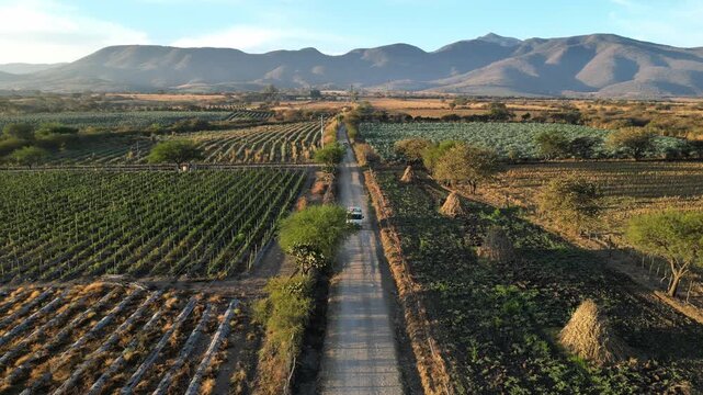 White van on dirt road in rural Mexico. High angle drone shot as vehicle drives through patchwork crops and agave fields