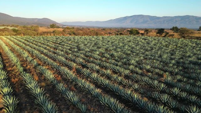 Agave plantation rows in Jalisco Michoacan region Mexico at sunrise. Aerial drone view shows perfectly aligned crops in warm early morning light with misty hills
