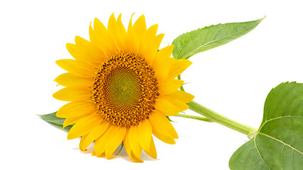 Fototapeta premium Sunflower Full Body Isolated on transparent png Background