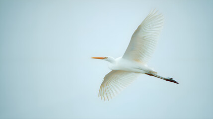 Fototapeta premium Great egret flying across light blue sky