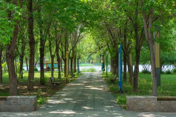 Green Lawn and Forest Landscape by the Park Lake