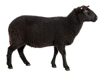 Obraz premium black sheep isolated on a transparent background.
