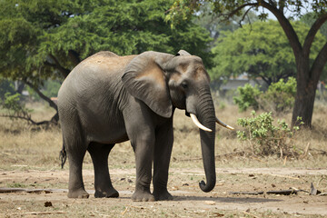 Obraz premium Majestic African Elephant Standing in Natural Savanna Habitat with Trees and Dry Grass under Bright Daylight for Wildlife Photography or Nature Background Use