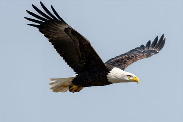 Obraz premium Majestic Bald Eagle Soaring Through Clear Blue Sky with Wings Spread Wide Capturing Powerful Flight and Natural Wildlife Beauty in High Resolution Photograph